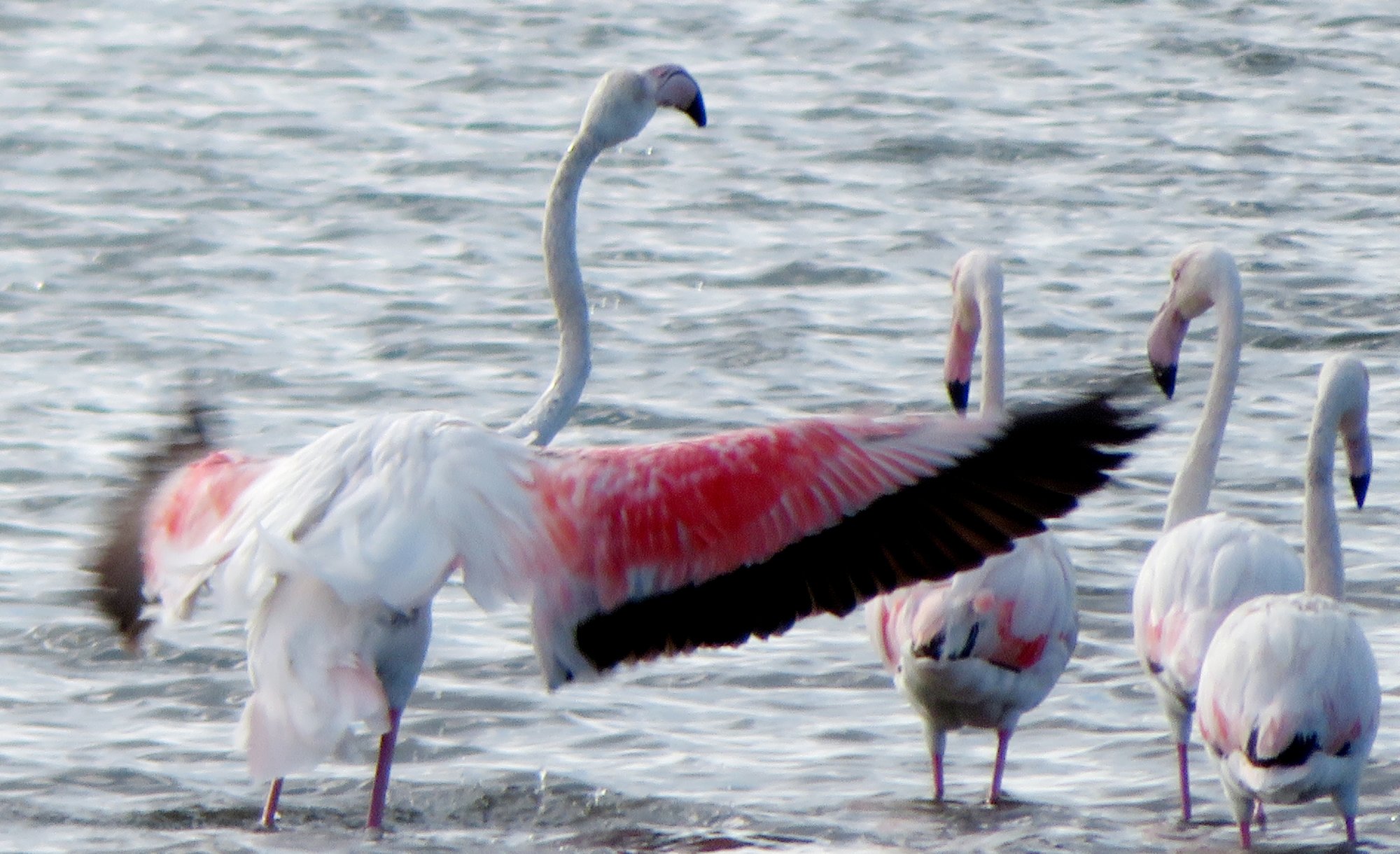 Flamingoes on Lake Korission