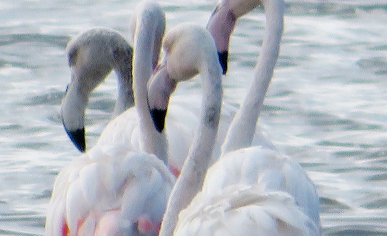 Flamingo Retreat