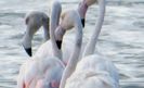 Flamingos on Lake Korission